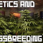 RUST Genetics Guide